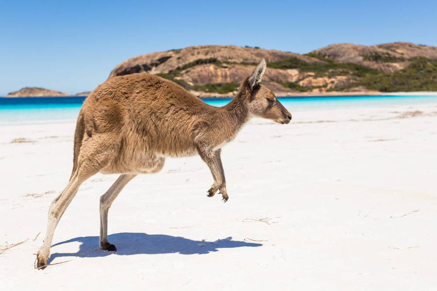 kangaroo island