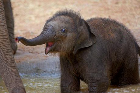 asian-elephant